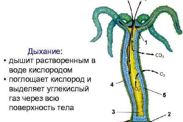 Кракен даркнет рабочая ссылка