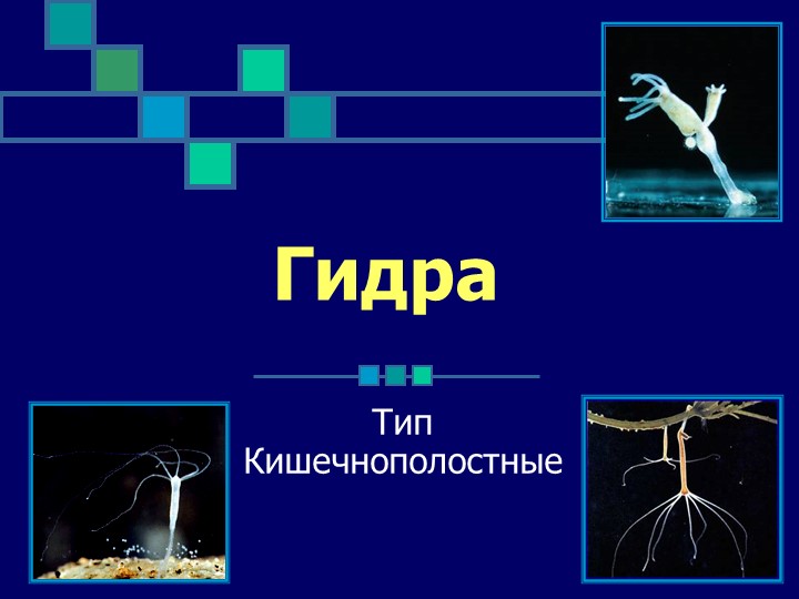 Какой кракен сейчас работает